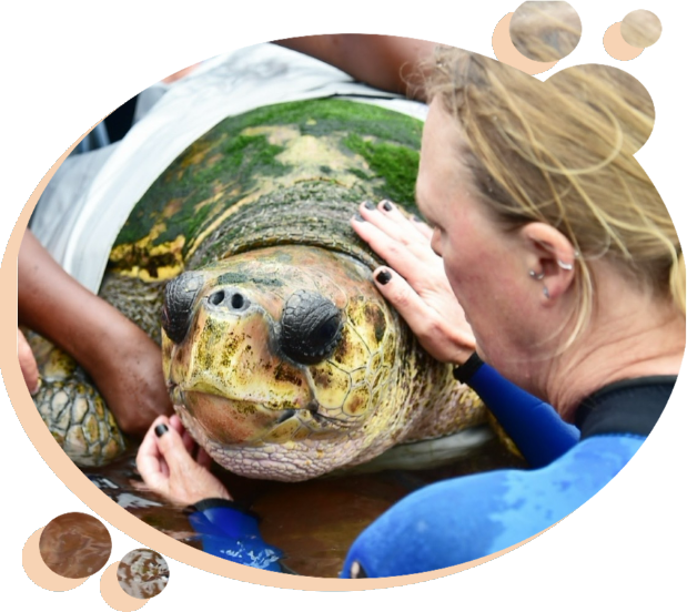 Sea turtle rescue: Woman cares for injured turtle. Marine life conservation.