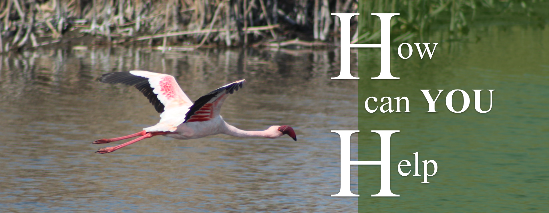 Flamingo takes flight with pink legs extended over water, beside a banner showing the text "How can YOU Help".