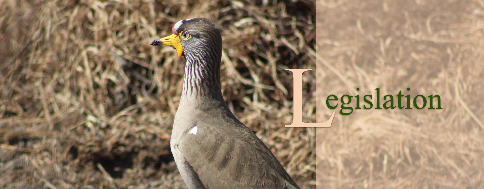 Plover stands in dry grass, head and neck visible, with the word 'Legislation' superimposed on a blurred background.
