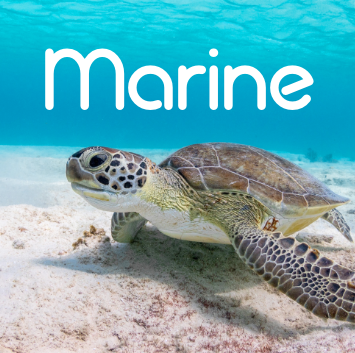 Sea turtle swims over sandy bottom in a clear blue ocean, with the word "Marine" in white text at the top.