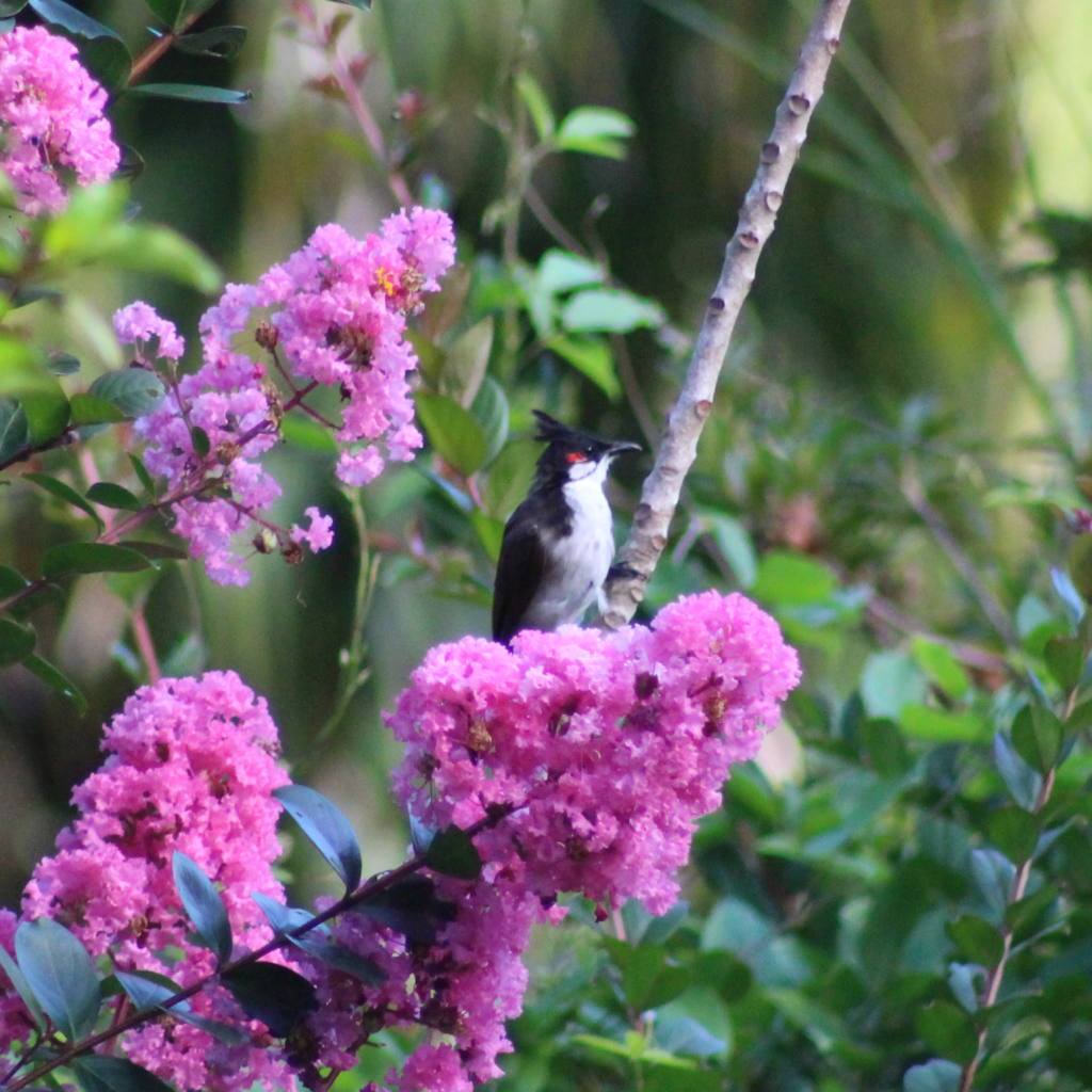 Red-whiskered bulbul perches on a branch surrounded by clusters of bright pink crape myrtle flowers.
