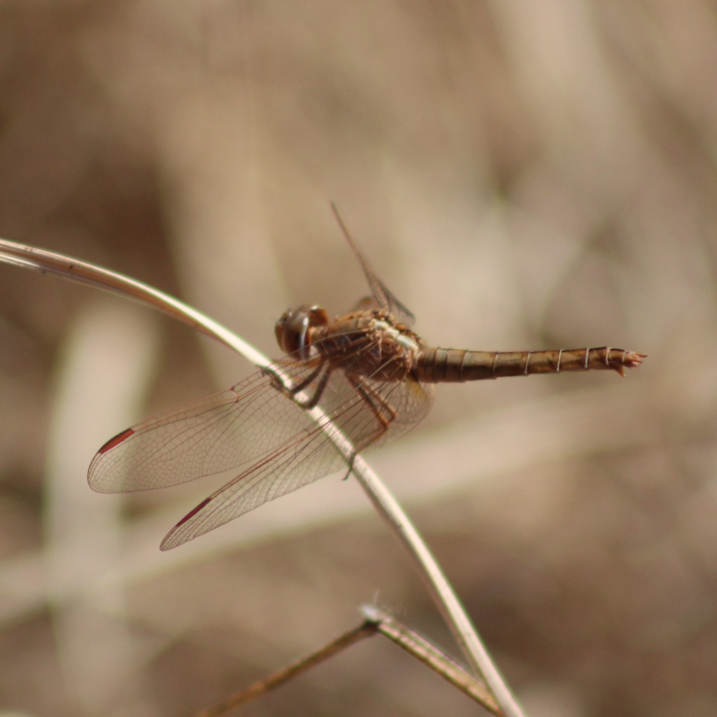 Brown dragonfly with reddish wing tips rests on a thin, curved stem in a natural, blurred background.