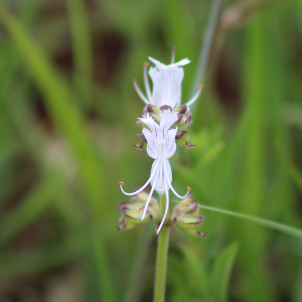 Closeup shows a slender white flower with delicate petals and filaments, surrounded by green foliage.