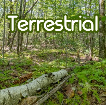Birch log lies on the forest floor amid green ferns, with the word "Terrestrial" emblazoned across the scene.