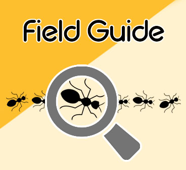 Field Guide text above a magnifying glass enlarging an ant among a row of ants on orange and cream background.